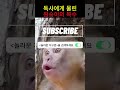 독사에게 물린 원숭이의 복수 동물 처절한 응징 wildlife animals 원숭이