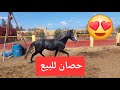 حصان 🐎 البارب للبيع من أجود الخيول مع #محمد_زين_الدين