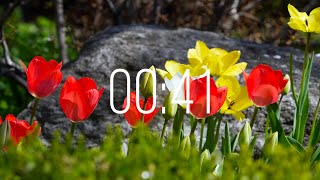 41 Second Timer with Music | Spring Timer🌹