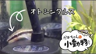 水流の戻った水槽で苔を食べるオトシンクルス