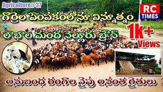 లాభాల మంద నెల్లూరు బ్రౌన్ గొర్రెలు||SHEEP BREEDING|| #atp #37#rc_times #agri #agriculture