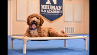 Winston (Goldendoodle) Boot Camp Dog Training Video Demonstration