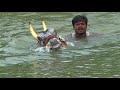 powerful stud bull haveri annadata running and swimming bail pola hori habba jallikattu