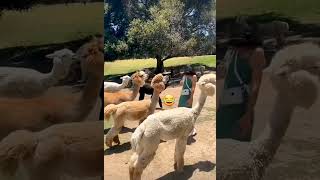 Alpaca Spitting #alpaca #alpacafarm #spitting