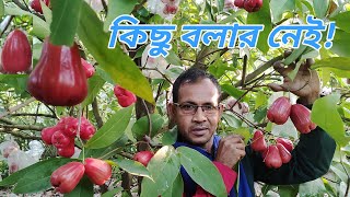 জামরুলের এত সুন্দর ফল কি ভাবে আনবেন||How to grow Jamrul/Water Apple/Java Apple plant