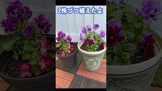 今年最後のお花のお買い物