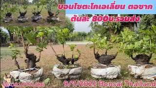 Bonsai บอนไซตะโกซากใต้ดิน ตอเอเลี่ยน ต้นละ 800บ.รวมส่ง💖💖🤟👍