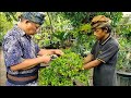 Bonsai Ficus King of the King