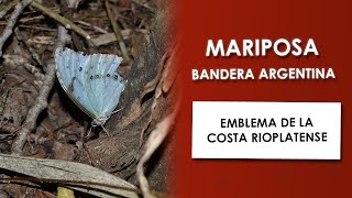 🦋🇦🇷 Mariposa Bandera Argentina (Morpho epistrophus argentinus) – Buscando Fauna en Punta Indio 🇦🇷🦋