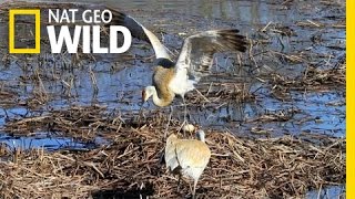 Nesting on Floodwaters | Wild Mississippi