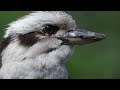 male laughing kookaburra extreme closeup footage