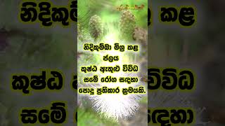 නිදිකුම්බා හැමතැනම දැක්කට ඔබ මේ දේවල් දැනගෙන සිටියාද? 😱😱 #නිදිකුම්බා #nidikumba  #ayurvedic