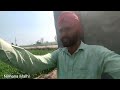 100 ਦਿਨਾਂ ਦੀ dbw187 ਕਣਕ। ਬਹੁਤ ਦਿਨਾ ਬਾਅਦ ਮਾਰਿਆ ਗੇੜਾ। agriculture