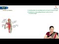 13. Aorta : Anatomy of Thorax : MBBS Lecture