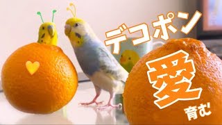 デコポンで愛を育む♡おしゃべりインコカップル、大好物から生まれる愛に期待♡