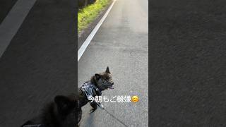 甲斐犬　楽散歩　#shorts #犬 #甲斐犬