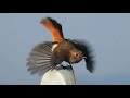 wild bird　諫早干拓の夜明けと出会った鳥たち　2016・11・3