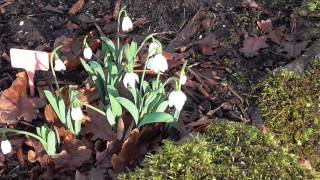 Galanthus elwesii 'Godfrey Owen Cornovium Snowdrops