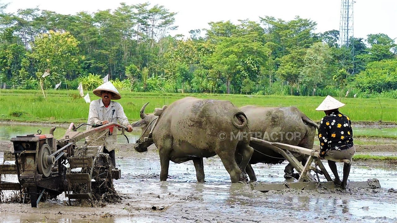 Sketsa Petani Membajak Sawah Dengan Kerbau : Kumpulan Gambar Untuk ...