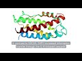 SHP2 increases robustness and information transfer within IL-6-induced JAK/STAT signalling