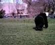 Gorilla escapes from London Zoo