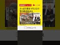 「全員がワンチームに」来月４日のさっぽろ雪まつり開幕にむけ陸上自衛隊による雪像用の雪の輸送始まる