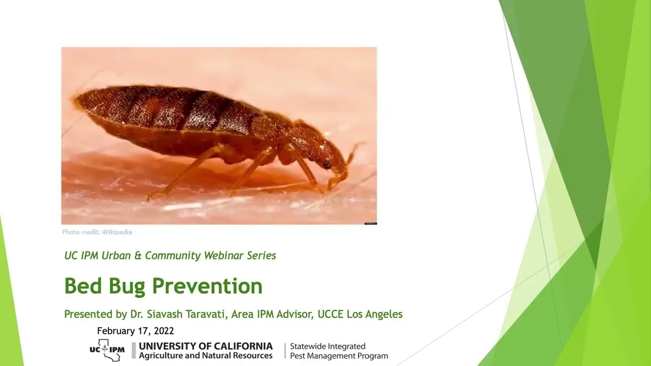 Bed Bug Prevention - YouTube