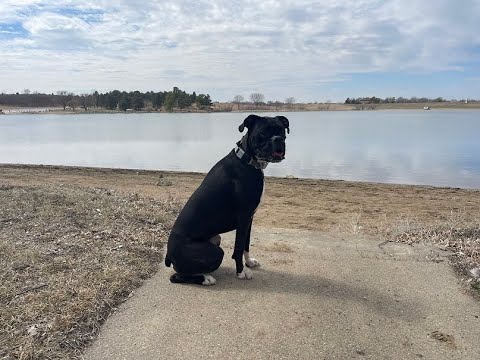 Coco - 2.5 Year Old Boxer - Dog Training Omaha Nebraska, Off Leash ...