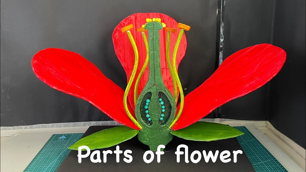 Parts Of Flower 3d Model Science Project For Biology Diy Nakulsahuart