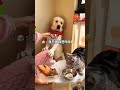 he talked back about food 😂 talking dog pets cat cute funny floof funnydogvideos shorts