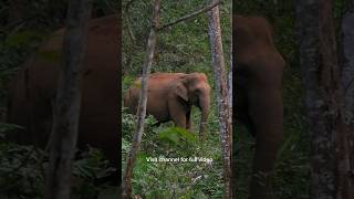 ആനയെ കാണാന്‍ കാട്ടില്‍ കേറി 🐘🐘 😰😰| Chokkana | kerala elephant #Shorts #youtubeshorts #elephant