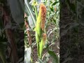 yellow sweet corn from east west seeds corporation