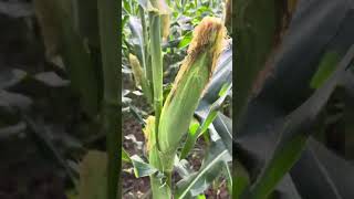 Yellow Sweet Corn from East West Seeds Corporation