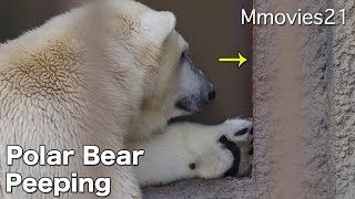 Polar Bear is peeping お母さん、起きてよ〜甘えるリラに救世主現る？