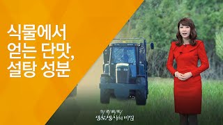 식물에서 얻는 단맛, 설탕 성분 - (20121103_434회 방송)_달콤함에 빠지다, 당 과다섭취의 위험