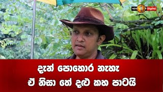 දැන් පොහොර නැහැ  ඒ නිසා තේ දළු කහ පාටයි