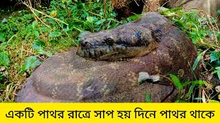 পাথরের মধ্যে উস্টা খাইয়ে ভরে দ্বিতীয়বার দেখতাম গিয়ে দেখি একটি পাথর একটা সাপ হইয়া রইছে video 4K