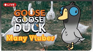 【Goose Goose Duck】เป็ดด่วน เป็ดย่าง ห่านร้อน | Kawakami Kami Ft.Vtubers