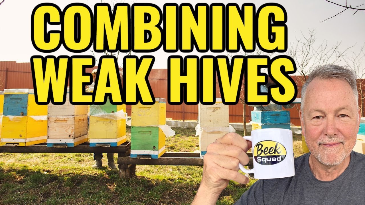 Beekeeping How To Combine A Weak Hive Youtube