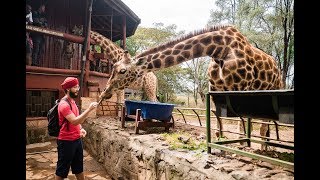 FEEDING GIRAFFES AT THE GIRAFFE CENTRE