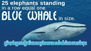 Blue whales are the largest animal.ត្រីបាឡែនខៀវគឺជាសត្វដែលមានទំហំធំជាងគេបំផុតនៅលើពិភពលោក