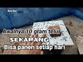 DARI 10 GRAM TELUR BISA PANEN TELUR LALAT BSF SETIAP HARI