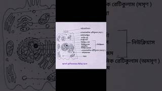 একটি আদর্শ প্রাণীকোষের বিভিন্ন অংশ এর চিহ্নিত চিত্র অঙ্কন পদ্ধতি। #shorts #drawing