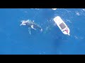 whale knocks man off boat gets hit by prop