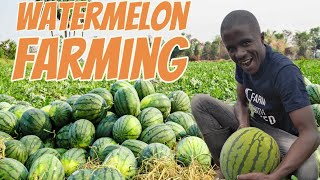 Watermelon Farming Training on Irrigation, Fertilizer Needed Pest/Diseases Identification \u0026 Control