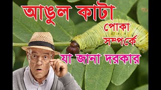 ANGUL KATA POKA //  কার আঙ্গুল কেটে বদনাম পেয়েছিল এই পোকা!