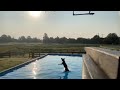 ava dock diving outside flyball