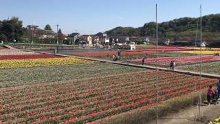 【旅】東京都：根がらみ前水田 チューリップまつり