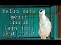 suara trucukan ini bikin trucuk lain emosi langsung ikut ropel dan gacor