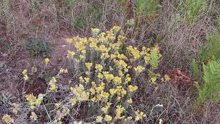 Kocanki piaskowe (Helichrysum arenarium)